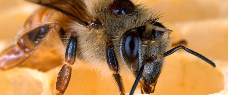 Tool to assess bee health goes viral