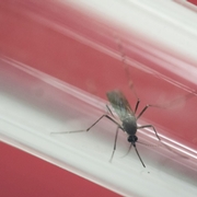 What Could Make Americans – and Congress – Care about Zika?