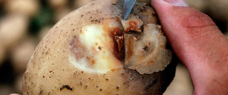 Saving one potato, two potatoes--and more from late blight