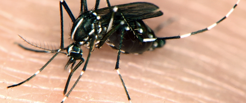 Mosquito study breeds better ways to fight the bite